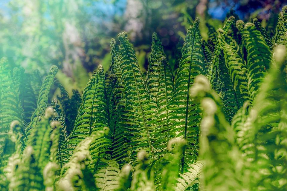 Projekt dotyczący zintegrowanego wirtualnego Herbarium Pomorza